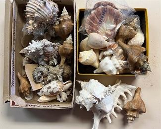 SJP003- Shells..Beautiful Shells