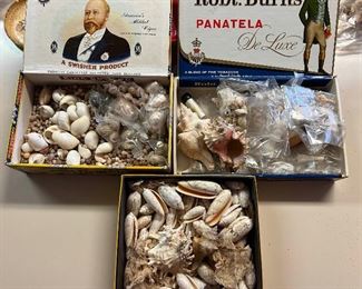 SJP006- Shells Shells Shells