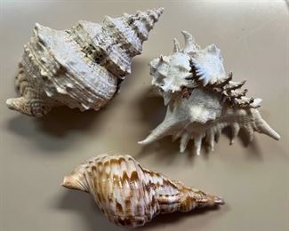 SJP008- (3) Beautiful Shells 