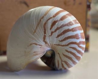 SJP009- Beautiful Nautilus Shell 