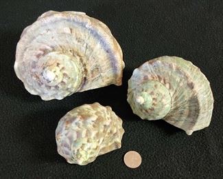 SJP013 - Green Turbo Shell (3)