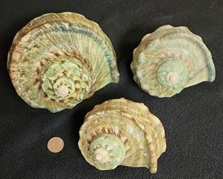 SJP012 - Green Turbo Shell (3)