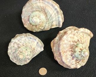 SJP014 - Turbo Green Shells (3)