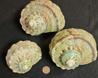 SJP015 - Turbo Green Shells (3)