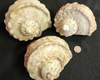 SJP016 - Green Turbo Shells (3)