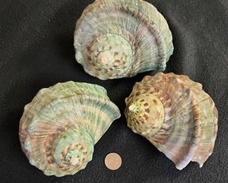 SJP017 - Green Turbo Shells (3)