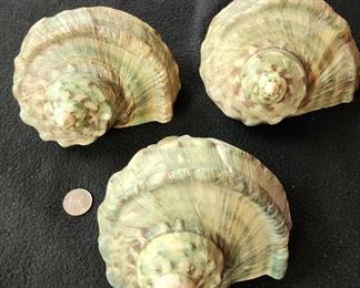 SJP018 - Green Turbo Shells (3)