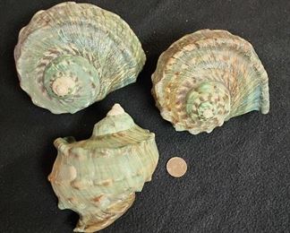 SJP019 - Green Turbo Shells (3)