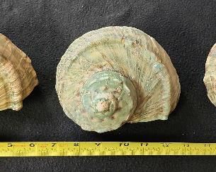 SJP020 - Green Turbo Shells (3)