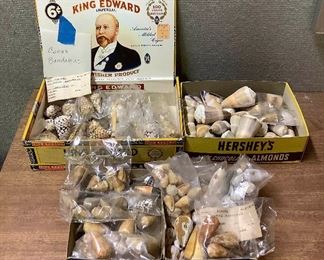 SJP021 Four Boxes Of Conical Shells