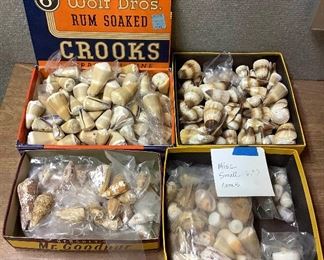 SJP022 Four Boxes Of Conical Shells