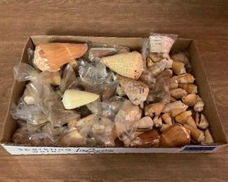 SJP024 Box Of Conical Seashells