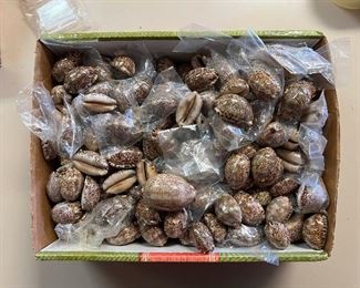 SJP028- Box Of Arabian Cowry Shells