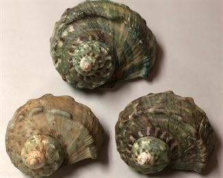 SJP035 - TRIO OF GREEN TURBO SHELLS