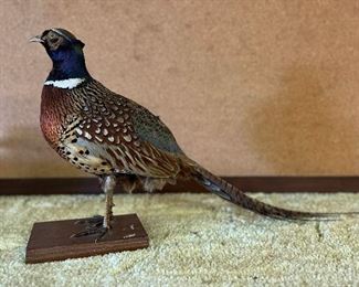 SJP033- Vintage Taxidermy Ring Necked Pheasant 