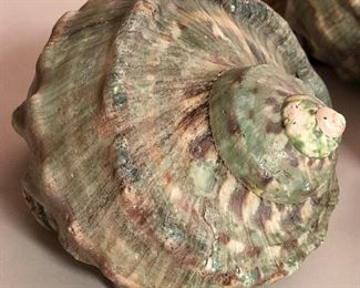 SJP034 - FIVE GREEN TURBO SHELLS