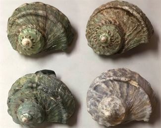 SJP038 - QUARTET OF GREEN TURBO SHELLS