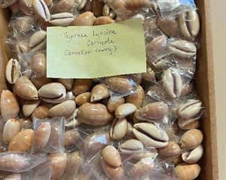 SJP040- Box Of Carnelian Cowry