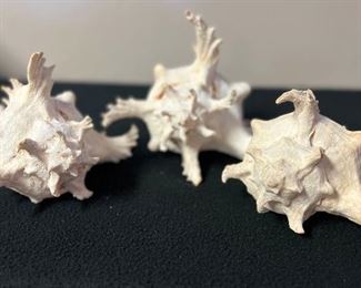 SJP039- (3) Murex Ramosus Shells