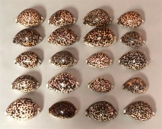 SJP044 - TWENTY TIGER COWRY SHELLS