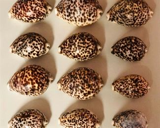 SJP045 - TWELVE TIGER COWRY SHELLS