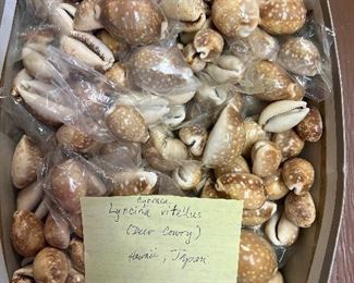 SJP042- Box Of Deer Cowrie Shells