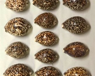 SJP046 - THIRTEEN TIGER COWRY SHELLS