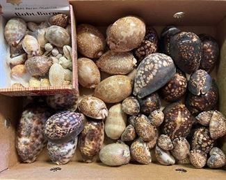 SJP048- Box Of Shells