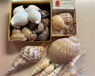 SJP050- Collection Of Shells