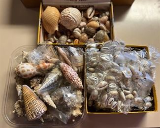 SJP043- Shells, Beautiful Shells