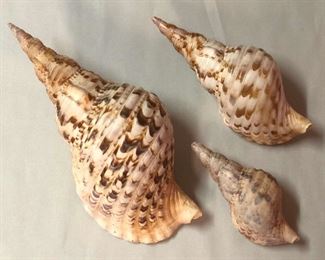 SJP053 - TRIO OF TRITON’S TRUMPET SHELLS
