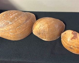 SJP052- (3) Melon Volute Shells