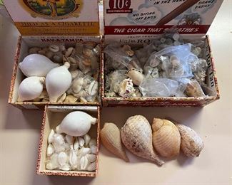 SJP049- (3) Boxes Of Shells