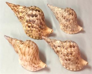 SJP055 - FOUR TRITON’S TRUMPET SHELLS