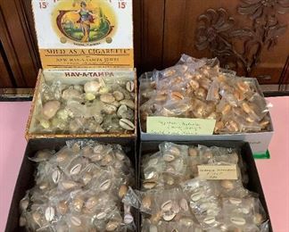 SJP057 Four Boxes Of Various Small Cowry Shells