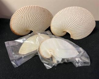 SJP060- Paper Nautilus Shells
