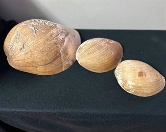 SJP061- (3) Melon Volute Shells