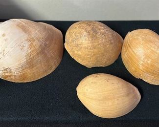 SJP062- (4) Melon Volute Shells