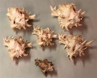 SJP066 - SIX RAMOSE/BRANCHED MUREX SEASHELLS