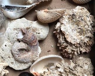 SJP065 - 50+ ASSORTED SEASHELLS