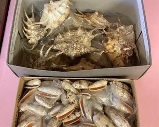 SJP070 Two Boxes Of Beautiful Shells 