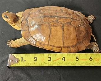 SJP071 - Turtle