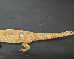 SJP075 - Stuffed Caiman