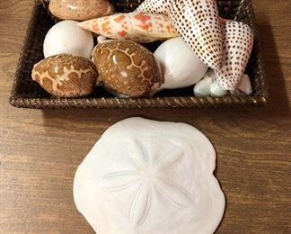 SJP072 Various Shells