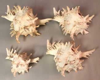 SJP074 - FOUR RAMOSE/BRANCHED MUREX SEASHELLS