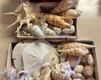 SJP073- Shells Shells Shells