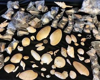 SJP083 - Assorted Sea Shells 