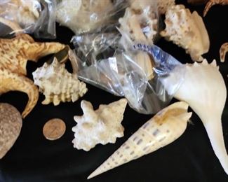 SJP090 - Assorted Sea Shells 