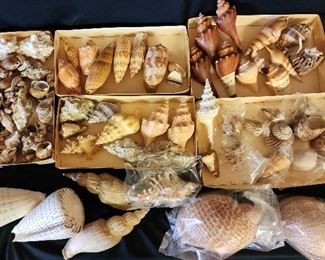 SJP088 - Assorted Sea Shells 