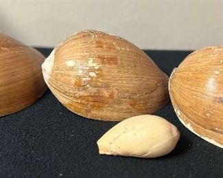 SJP093- (4) Melon Volute Shells